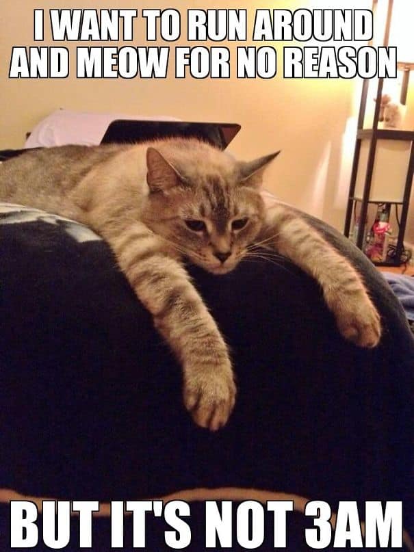 funny sad cat memes 3