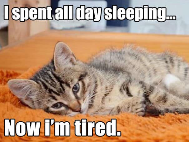 funny sad cat memes 7