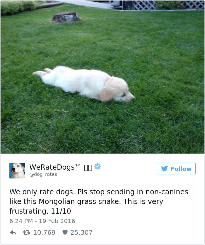 @dog_rates