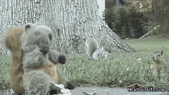 gifs that will make you laugh every time 11.gif
