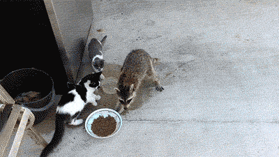 gifs that will make you laugh every time 15.gif