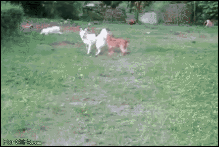 gifs that will make you laugh every time 16.gif