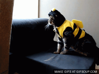gifs that will make you laugh every time 20.gif