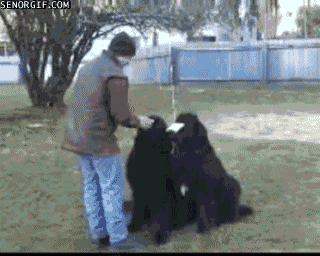 gifs that will make you laugh every time 23.gif