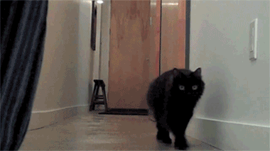 gifs that will make you laugh every time 2.gif