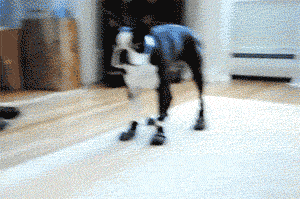 gifs that will make you laugh every time 4.gif