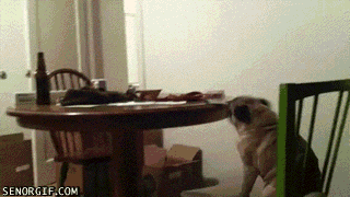 gifs that will make you laugh every time 7.gif