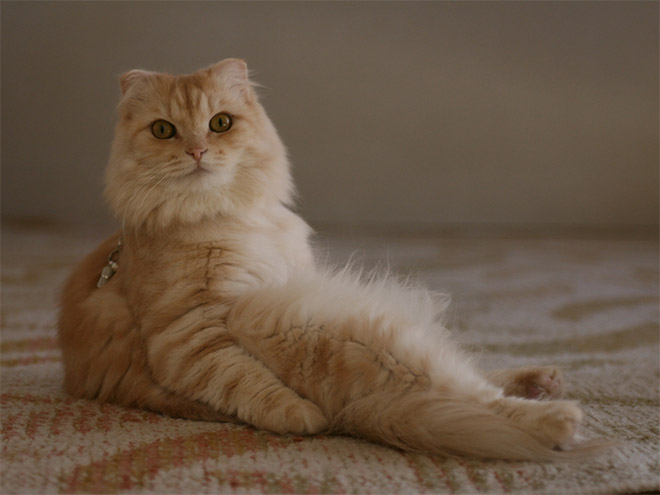 hilarious-cats-sitting-awkwardly-10