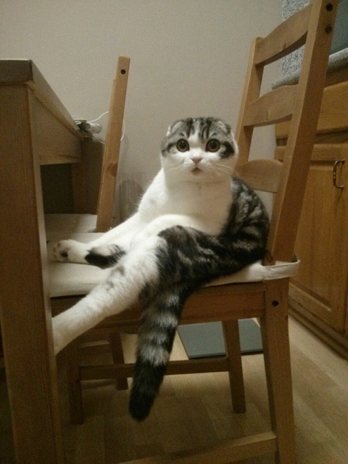 hilarious-cats-sitting-awkwardly-13