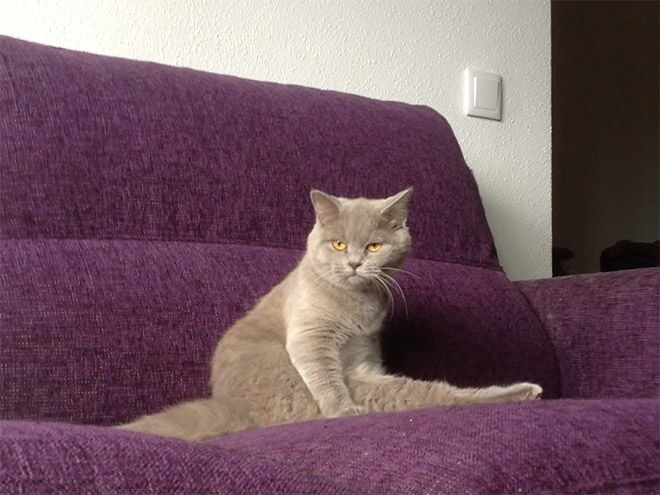 hilarious-cats-sitting-awkwardly-15