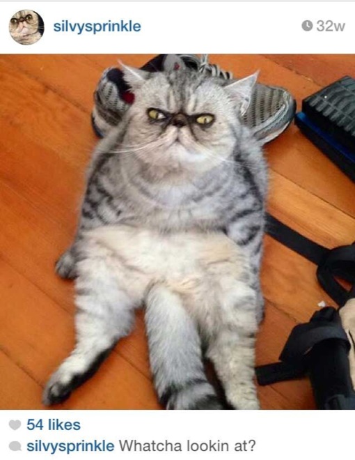 via: silvysprinkle on instagram.com