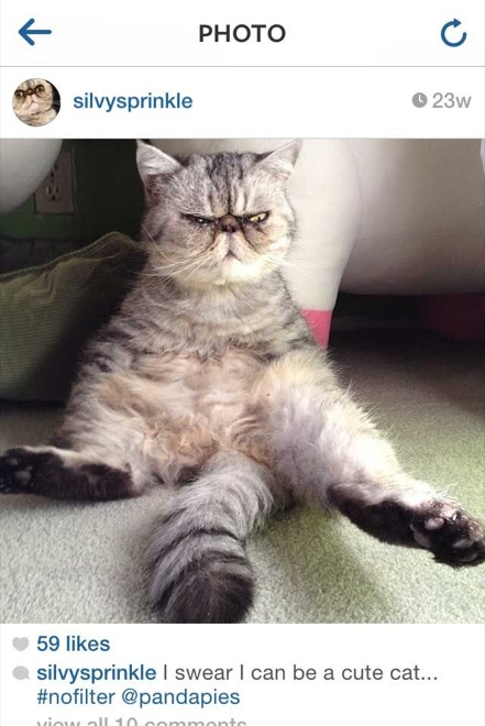 via: silvysprinkle on instagram.com