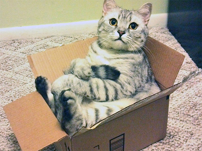 hilarious-cats-sitting-awkwardly-3