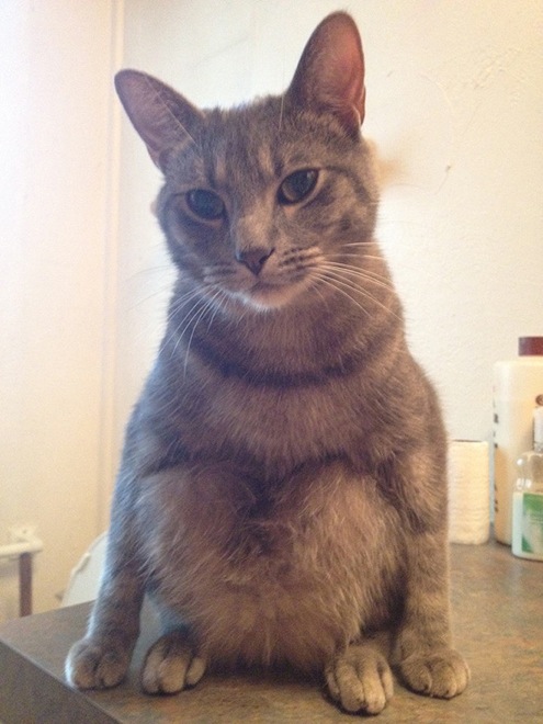 hilarious-cats-sitting-awkwardly-6