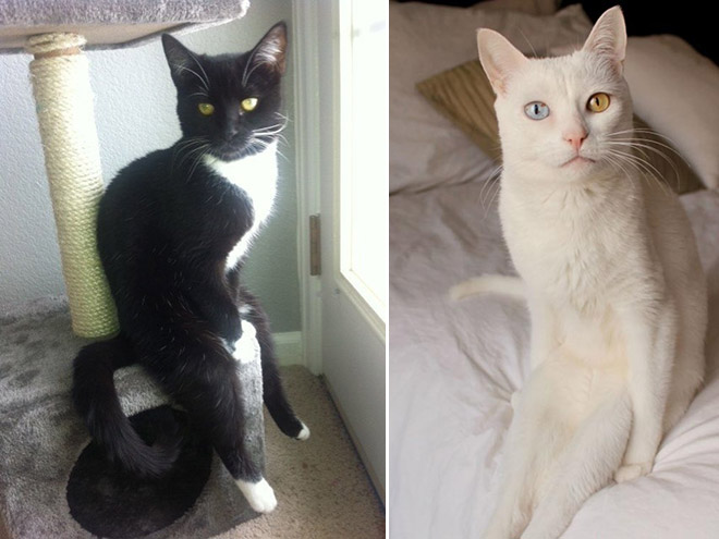 hilarious-cats-sitting-awkwardly-8