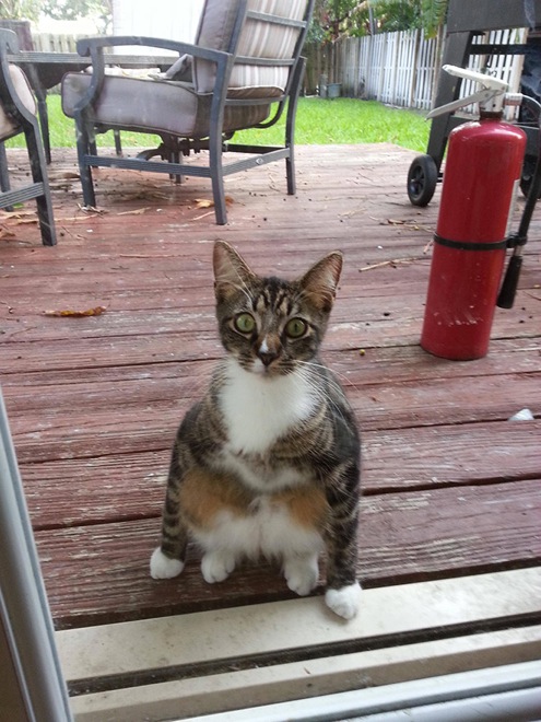 hilarious-cats-sitting-awkwardly-9
