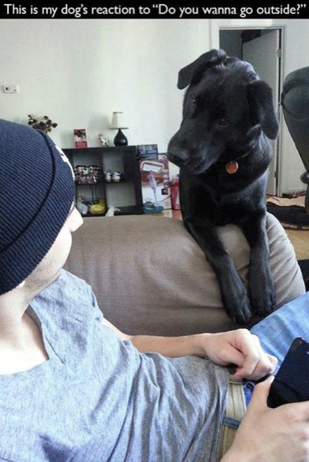 hilarious-dog-owners-situations-2