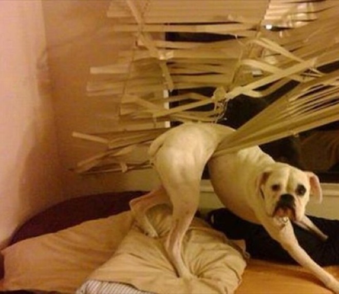 via themetapicture.com