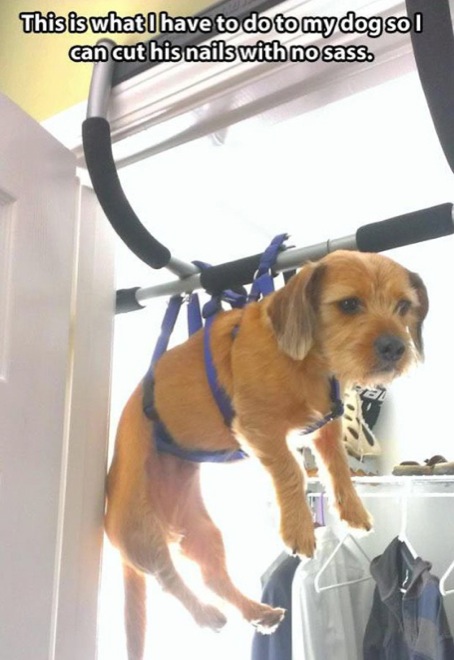 hilarious-dog-owners-situations-6