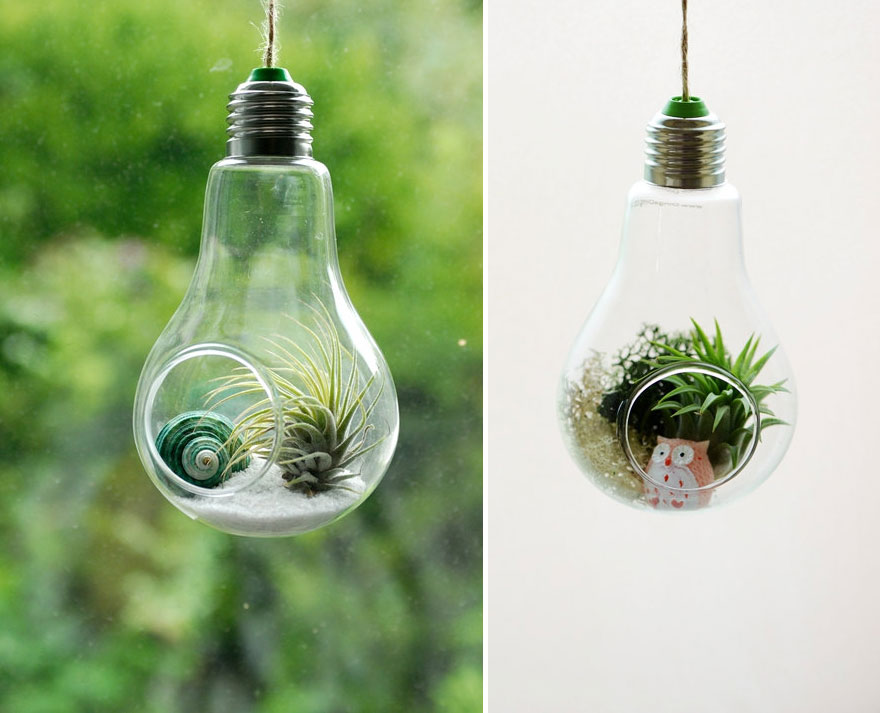 Air Plant Terrarium