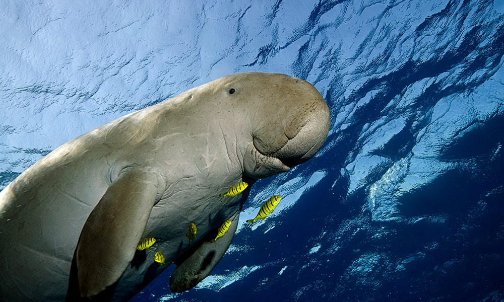 Image result for dugong