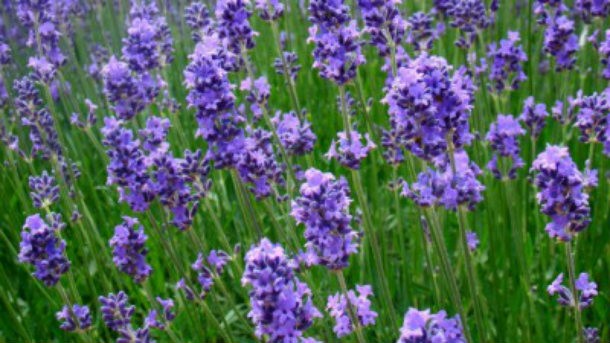 lavendar