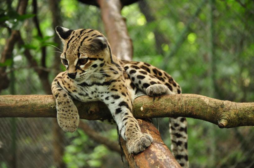 Image result for margay
