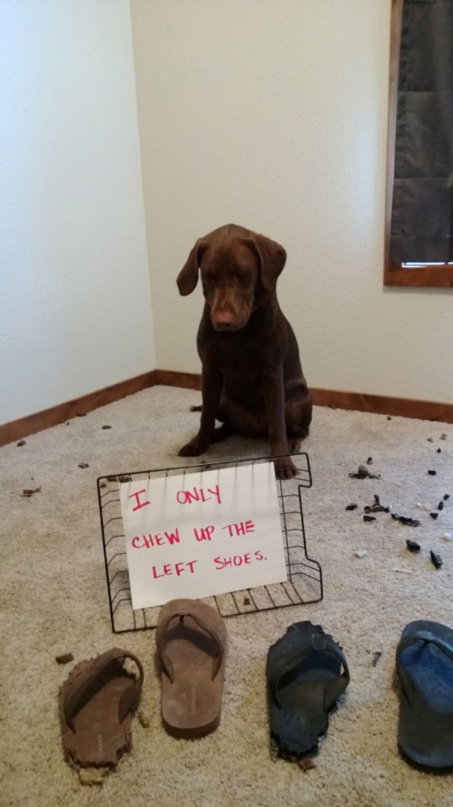 naughty-dogs-cats-confessing-crimes-11