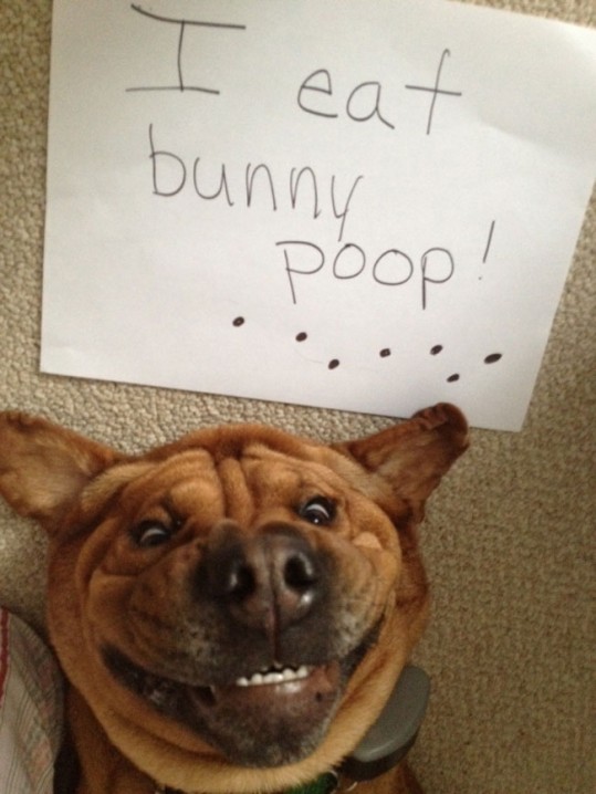 naughty-dogs-cats-confessing-crimes-12