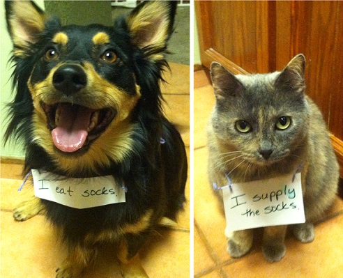 naughty-dogs-cats-confessing-crimes-14