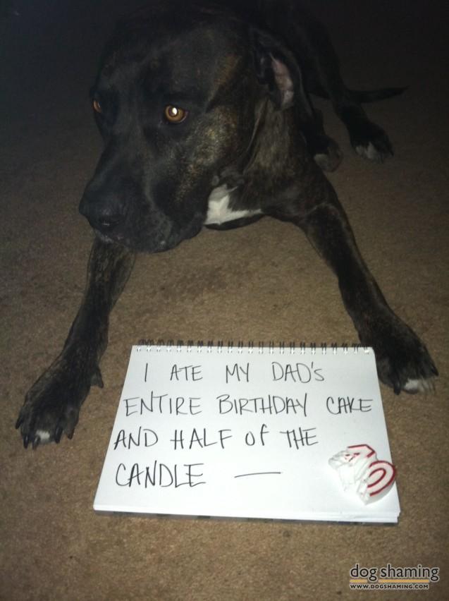 naughty-dogs-cats-confessing-crimes-20