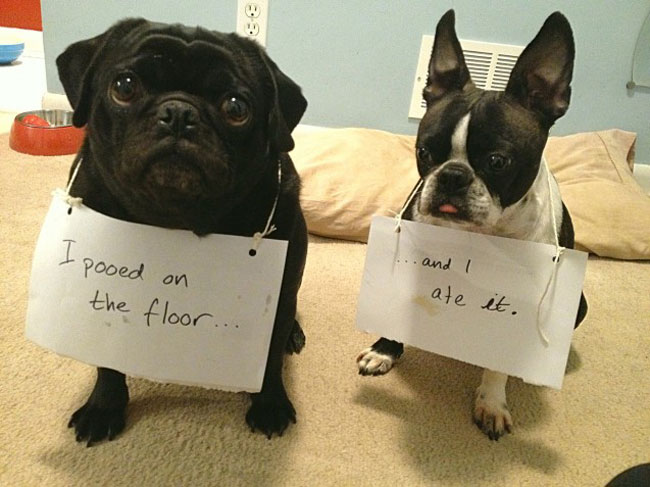 naughty-dogs-cats-confessing-crimes-7