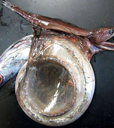 23 imagens incríveis que você provavelmente nunca viu