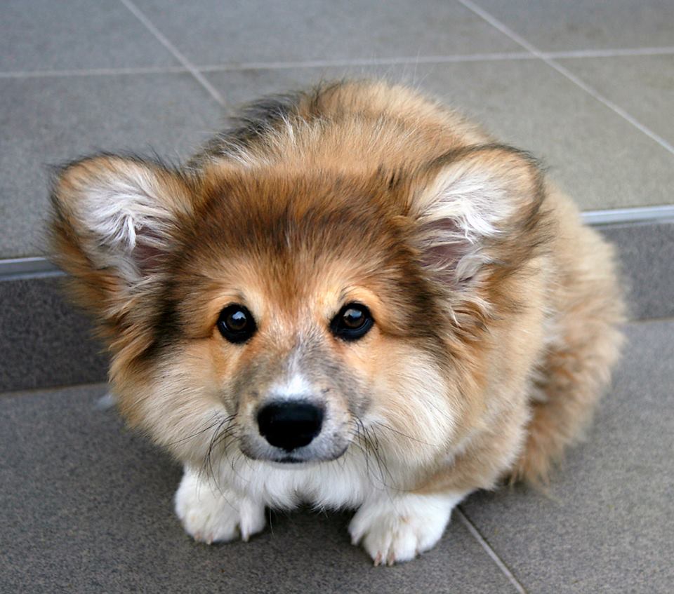 You Should Never Adopt A Corgi Here Are Definitive Reasons Why Small Joys