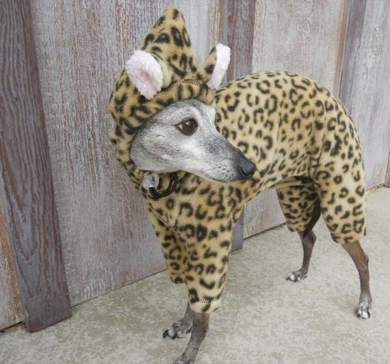 smartly dressed pets 22.jpg