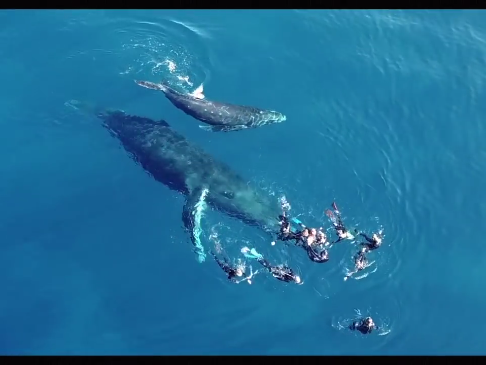 Une Baleine De La Réunion Se Montre De Plus En Plus Agressif Envers Les ...