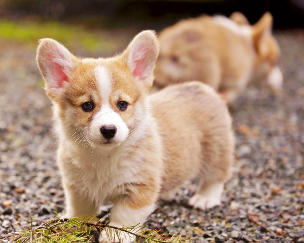 Los 20 mini perros más adorables que verás hoy - Small Joys