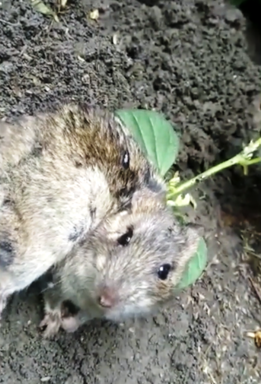 Farmer Found A Live Rat With Soya Plant Growing Out Of Its Back After A ...