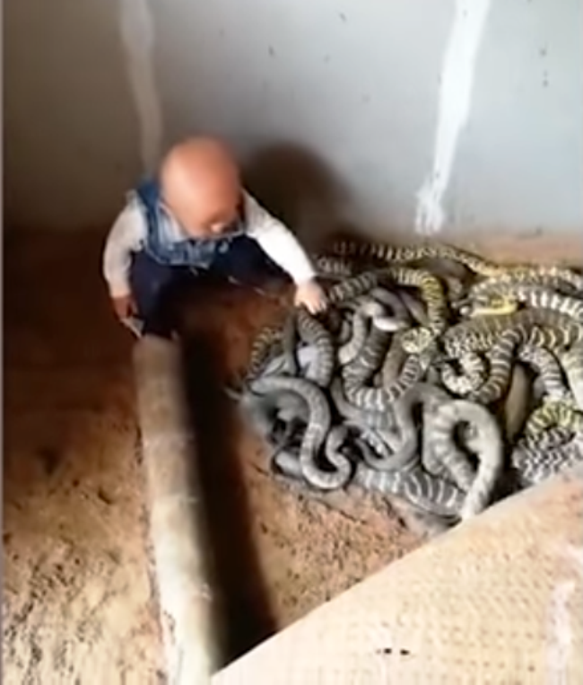 Avoir Le Cafard Avec Un Autre Animal Un bambin intrépide manipule un nid de serpents avec facilité avant qu