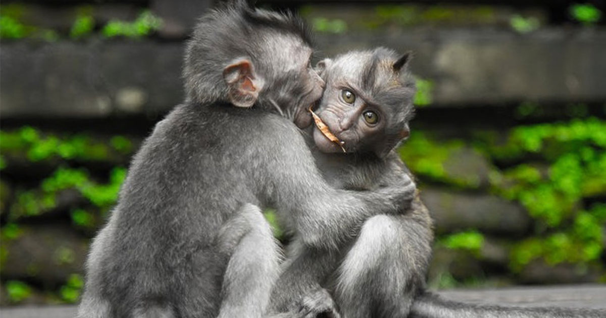 15 photos trop mignonnes d'animaux qui expriment leur amour Vonjour