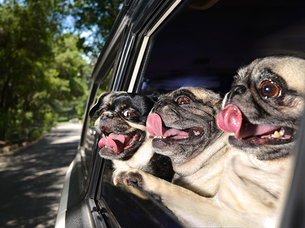 via: officialdogsincars.com