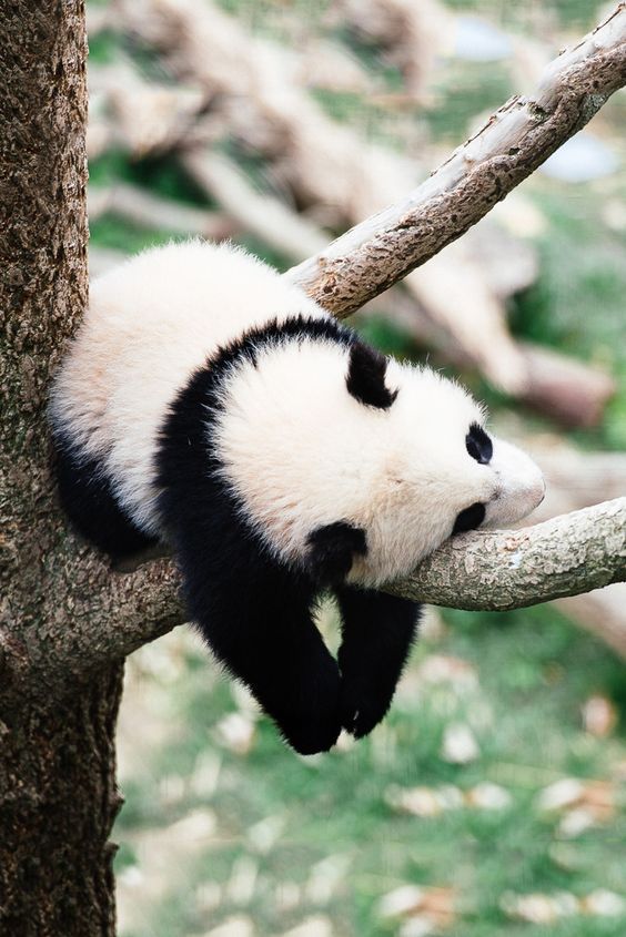 Image result for panda sleeping in a tree