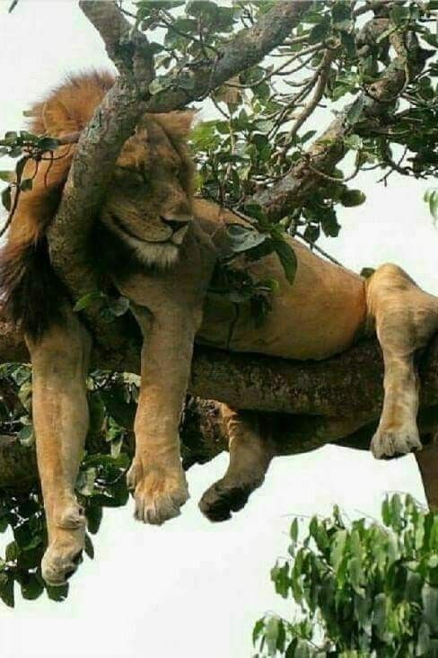 Image result for lion sleeping in a tree
