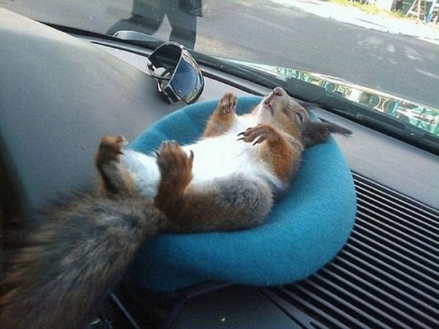 Image result for ardilla bebe dormida