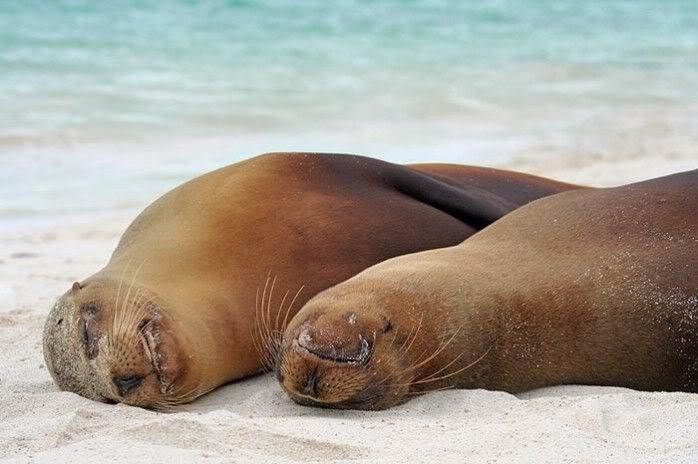 Image result for focas dormidas