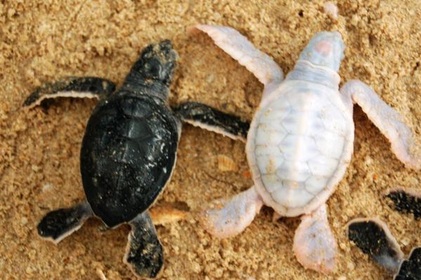 Resultado de imagen de tortuga albina