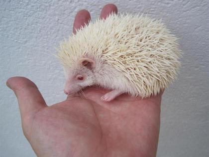 Resultado de imagen de erizo albino