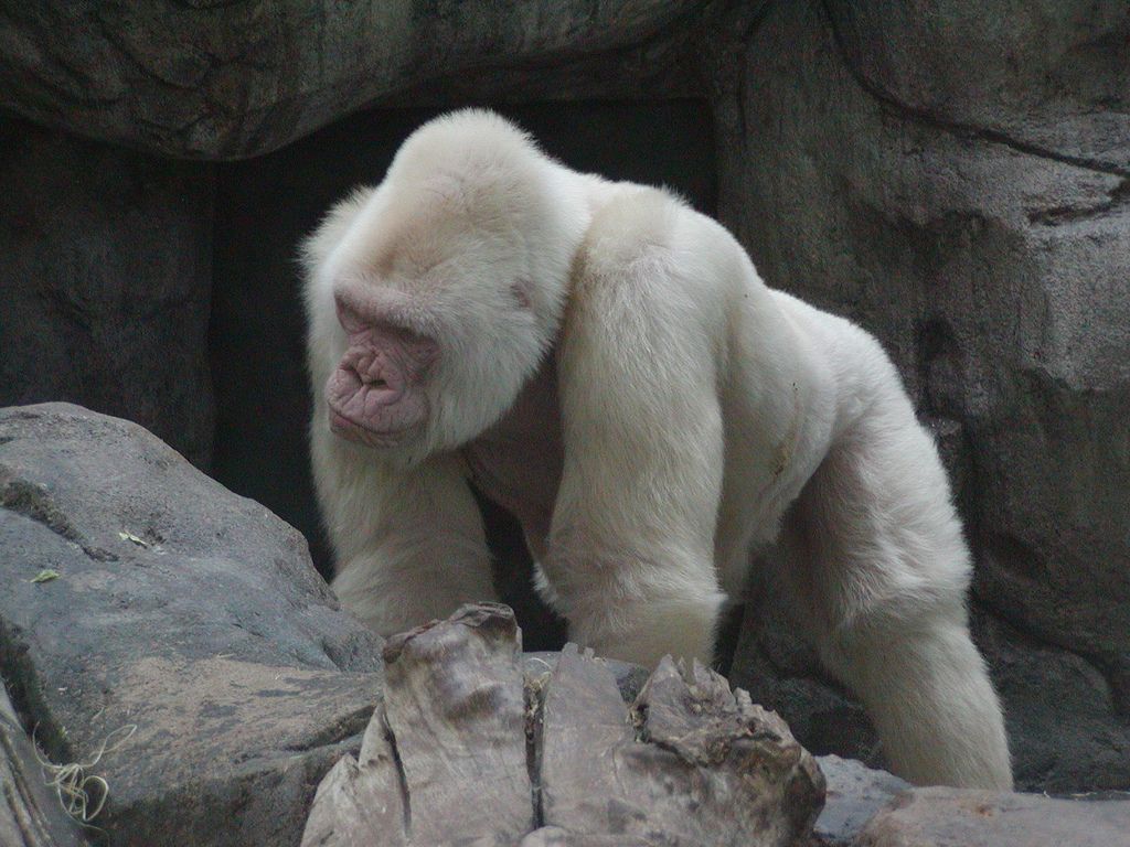 Resultado de imagen de gorila albino