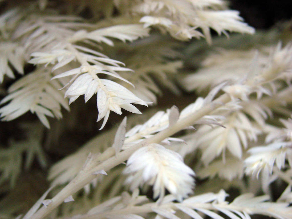 Resultado de imagen de plantas albinas