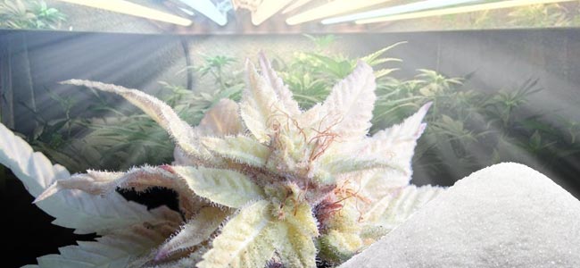 Resultado de imagen de plantas albinas